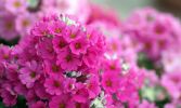primeveres_categorie-fleurs_fonds-ecran_telecharger_10