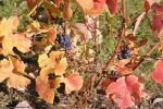 le raisin est mûr, week-end en France, souvenir photo,Les Rues des Vignes, 59258