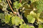 la vigne, week-end en France, souvenir photo,Les Rues des Vignes, 59258