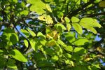 verdure, week-end en France, souvenir photo,Les Rues des Vignes, 59258