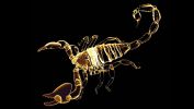 scorpion, symbole de la peur et de l'horreur incontrôlables