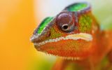 caméléon, fonds d'écran animaux