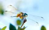 libellule, macro photo, fond écran