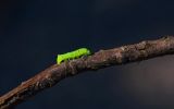 une chenille verte, , fond d'écran insectes