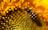 abeille qui butine, , fond d'écran HD