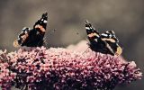 2 papillons, fonds d'écran HD