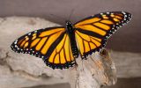 macaon en HD, maco photo insectes