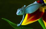 caméléon bleu, macro photo grand format