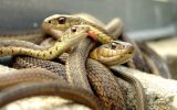 nid de serpents, à faire peur, grand format