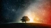 le petit arbre seul dans la nuée des couleurs