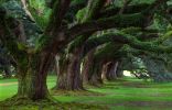 une allée de vieux chênes tous tordus, paysage vert