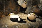incontournables : les canards