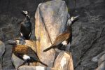 grand cormoran, le roi des oiseaux marins