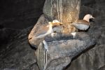 les mouette tridac, très répandues