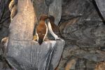 pingouin torda, nichée de couple