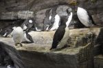 famille de pingouins, oiseux marins