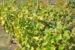 archeosite_les-rues-des-vignes_59258_france_vues-du-site_01