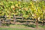 archeosite_les-rues-des-vignes_59258_france_vues-du-site_02