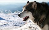 entre-chiens-et-loups_01