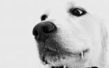 entre-chiens-et-loups_03