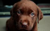 entre-chiens-et-loups_05