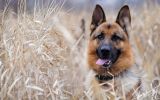 entre-chiens-et-loups_06