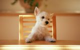 entre-chiens-et-loups_07