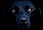 entre-chiens-et-loups_08