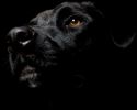 entre-chiens-et-loups_09