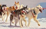 entre-chiens-et-loups_10