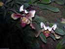 orchidees_photographie-HD_exposition_annuelle_01