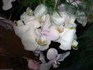 orchidees_photographie-HD_exposition_annuelle_02