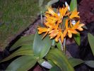 orchidees_photographie-HD_exposition_annuelle_04