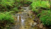 eau et verdure, fonds d'écran pour ordinateur