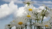 marguerites, fonds d'écran pour windows
