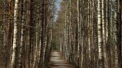 une allée dans la forêt, fonds d'écran gratuits