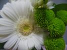 Germini blanc, santini vert, offrir des fleurs