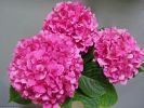 Hortensia rose, bouquet en fond d'écran