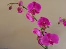 orchidées, le top des belles fleurs à offrir