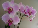 orchidées, photo HD et fond d'écran gratuit