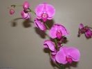 orchidées, télécharger votre fond d'écran fleurs