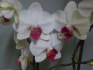 Fleuron d’orchidée blanc, offrez des fleurs