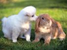 chiens_chiots_couples_07