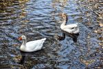 couple de cygnes, fraîcheur automnale et soleil