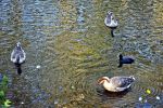 les plans d'eau sont le paradis des canards
