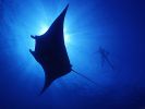 raie manta : underwater