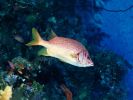 faune sous-marine, photographies couleurs