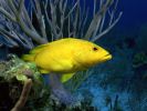poisson jaune éclatant, fond d'écran