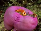 NEMO dans son coussin rose
