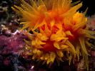 monstre orangé, superbe fond d'écran gratuit
